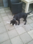 Joey